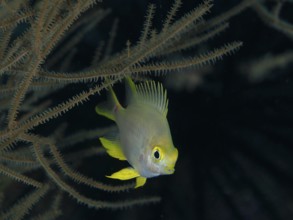 Golden damselfish (Amblyglyphidodon aureus) swimming in calm black water between corals, dive site