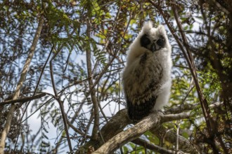 Madagascar Long-eared Owl (Asio madagascariensis) in the mountain cloud forests of eastern