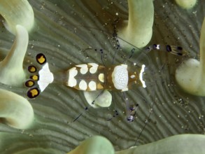 A peacock anemone shrimp (Ancylocaris brevicarpalis) moves between tentacles of a sea anemone, dive