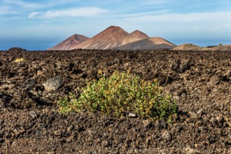 2016, Timanfaya National Park, Lanzarote, Fire Mountains of Timanfaya National Park, Montanas del