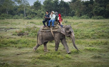 Tourists ride elephants during a safari at Kaziranga National Park on December 5, 2024 in