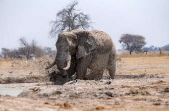 African elephant (Loxodonta africana), taking a mud bath at the waterhole, splashing water, Nxai