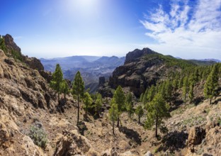 View into the valley of the Caldera de Tirajana, pine forest around the summit of El Campanario,