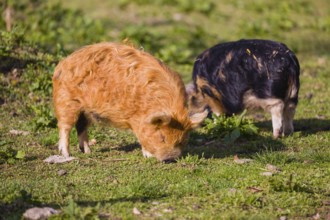 Kunekune pig, sus scrofa domesticus, a domestic breed from New Zealand