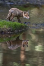 One young red fox, Vulpes vulpes, walking over a mossy rock in a shallow forest creek in late light