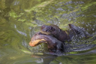 An adult giant otter or giant river otter (Pteronura brasiliensis) swims in a small river carrying