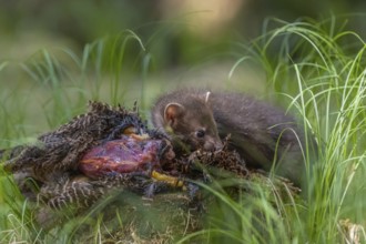 One beech marten (Martes foina), feeding on a pheasant lying on the forest floor between green