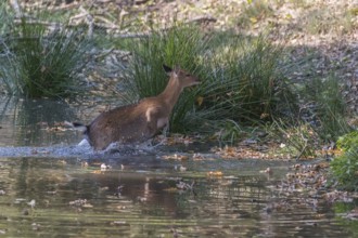 Vietnamese Sika Deer doe, Cervus nippon pseudaxis, running through a shallow pond with green reed