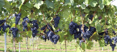 Panoramic picture of blue grapes on vines in the Palatinate