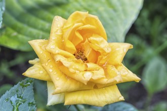 Colorful yellow rose flower with water drops