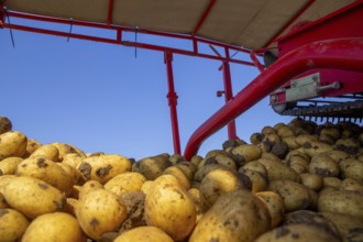 Farmer Hartmut Magin from Mutterstadt harvesting early potatoes in the Palatinate (Mutterstadt,