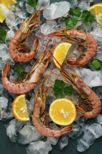 Tiger prawns, boiled and frozen, on ice, top view, close-up, no people