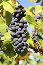 Close-up of blue grapes on vines in the Palatinate