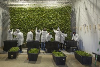 Paw Paw, Michigan, Migrant farmworkers at Grasshopper Farms hang the newly-harvested cannabis on