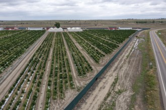 Avondale, Colorado, Cannabis growing at the Mammoth Farms facility (formerlly Los Suenos), near