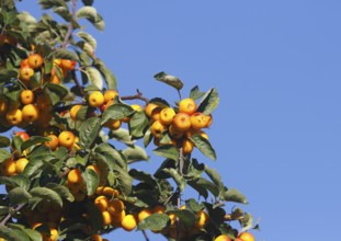 Ornamental apple (Malus), in the blue sky, North Rhine-Westphalia, Germany, Europe