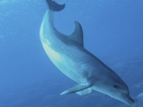 Dolphin, Bottlenose dolphin, Dive site Shaab El Erg Dolphin House, Red Sea, Egypt, Africa