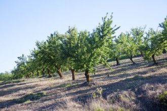 Trees in an olive grove near Alhama de Granada, Spain, Europe