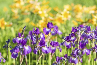 Colorful purple Iris in a botanical garden