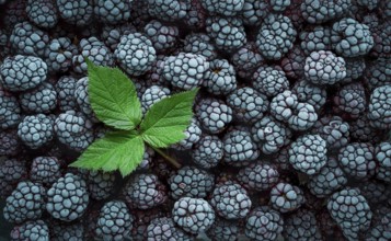 Frozen berries, blackberries with leaves, top view, full frame, horizontal