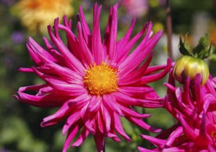 Deer antler dahlias (Dahlia), North Rhine-Westphalia, Germany, Europe