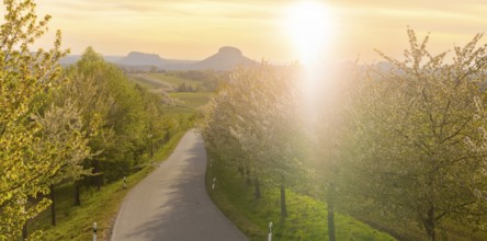 Spring in Saxon Switzerland, Altendorf, Saxony, Germany, Europe