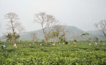 Bokakhat, India. 20 April 2024. Women tea pluckers plucking tea leaves at a tea estate, in