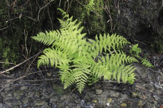 Lady fern (Athyrium filix-femina), by the water, North Rhine-Westphalia, Germany, Europe