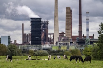 Thyssenkrupp Steel steelworks in Duisburg-Marxloh, Schwelgern coking plant, cows on a pasture in