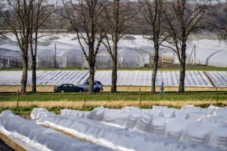 Asparagus fields, asparagus stems under foil, for faster growth, in the background foil greenhouses