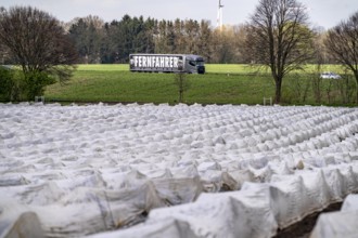 Asparagus fields, asparagus stems under foil, for faster growth, near Kirchhellen, district of