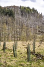 Newly planted trees, dead spruce forest in the background, forest dieback in the Arnsberg Forest