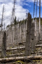 Dead spruce trees, broken by wind, lying in disarray, forest dieback in the Arnsberg Forest nature