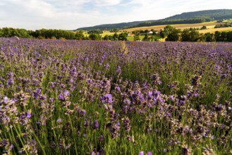 Lavender fields in East Westphalia Lippe, OWL, near the village of Fromhausen, near Detmold, the