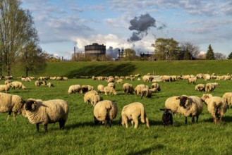 Rhine dyke near Duisburg-Beeckerwerth, flock of sheep, ThyssenKrupp Steel steelworks, Duisburg,