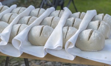 Moulded loaves of bread ready for baking, between a linen cloth, Münsterland, North