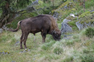 Wisent (Bison bonasus) bull grazing, captive, Germany, Europe