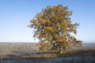 English oak (Quercus robur), solitary tree in a meadow, in autumn with yellow discoloured leaves,