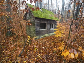 Hunter's hut, old dilapidated wooden hut with roof covered with moss, surrounded by beech woodland