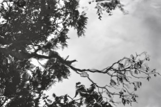 Branches, leaves, dark rain clouds, reflections in rain puddle, text free space, monochrome,