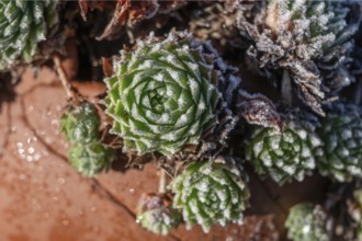 Ice crystals on a rooflower (Sempervivum tectorum), Bavaria, Germany, Europe