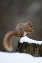 Red squirrel (Sciurus vulgaris) adult animal feeding on a nut on a tree stump covered in snow in