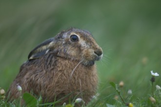 European brown hare (Lepus europaeus) adult animal in grassland in a rain storm, England, United