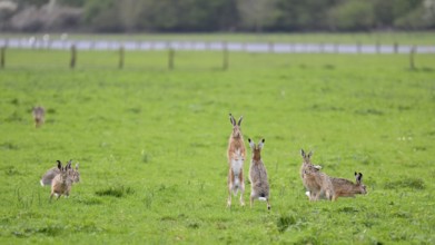 Several brown hares (Lepus europaeus) including one standing in a meadow during the mating season,