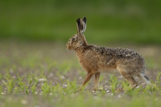 European brown hare (Lepus europaeus) adult animal in a farmland maize crop in the summer, England,