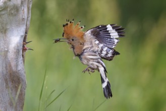 Hoopoe, (Upupa epops), approaching with prey to the breeding den, family Hoopoes, formerly raptors,