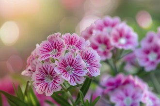 Pink striped Sweet William flowers. KI generiert, generiert, AI generated