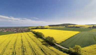 Agriculture, rape field, in full bloom, yellow, aerial view, AI generated, AI generated