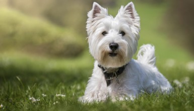 Pets, Dog, West Highland White Terrier, AI-generated, AI generated