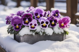 Violet pansies flowers in spring covered in snow. KI generiert, generiert AI generated